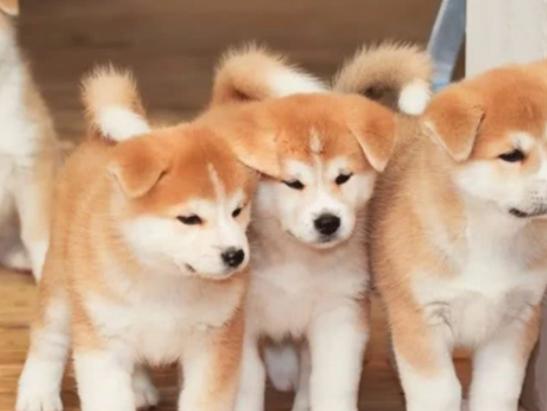 十大最忠實的狗狗排名,松獅犬讓人忍俊不禁、蘇格蘭牧羊犬很有耐心 十大最忠實的狗狗排名,松獅犬讓人忍俊不禁、蘇格蘭牧羊犬很有耐心