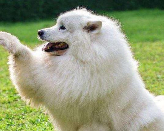十大溫順的犬排行榜,金毛犬外表萌萌噠、吉娃娃喜歡粘著人 十大溫順的犬排行榜,金毛犬外表萌萌噠、吉娃娃喜歡粘著人