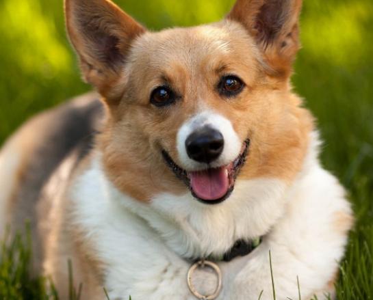 十大溫順的犬排行榜,金毛犬外表萌萌噠、吉娃娃喜歡粘著人 十大溫順的犬排行榜,金毛犬外表萌萌噠、吉娃娃喜歡粘著人