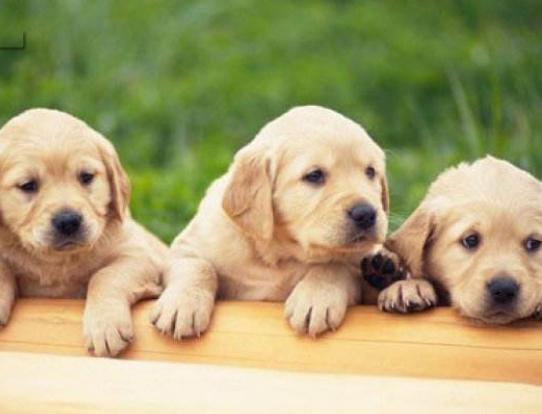 十大溫順的犬排行榜,金毛犬外表萌萌噠、吉娃娃喜歡粘著人 十大溫順的犬排行榜,金毛犬外表萌萌噠、吉娃娃喜歡粘著人