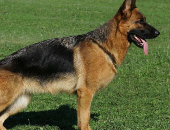 十大溫順的犬排行榜,金毛犬外表萌萌噠、吉娃娃喜歡粘著人 十大溫順的犬排行榜,金毛犬外表萌萌噠、吉娃娃喜歡粘著人