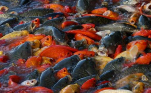 清道夫魚為什么死不了?金魚爛尾用鹽怎么治 清道夫魚為什么死不了?金魚爛尾用鹽怎么治
