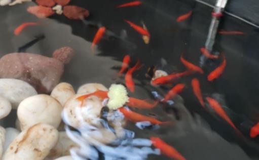 金魚吐泡泡會死嗎?金魚為什么浮上來吐泡泡 金魚吐泡泡會死嗎?金魚為什么浮上來吐泡泡