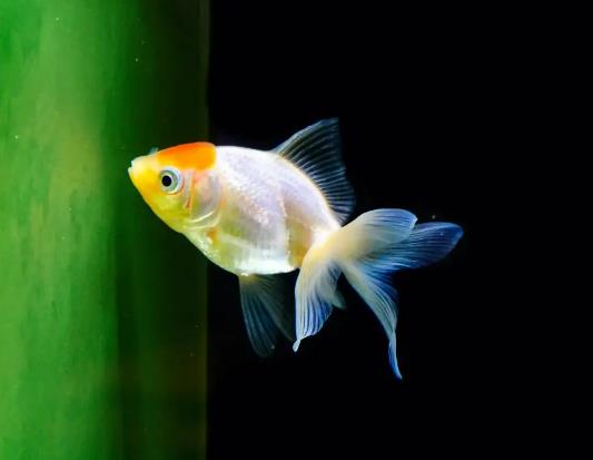 怎樣判斷魚缸加熱棒是否漏電?自來水養魚需要添加什么 怎樣判斷魚缸加熱棒是否漏電?自來水養魚需要添加什么