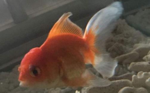 金魚斷尾怎么辦?金魚尾巴末端發(fā)黑還有的救嗎 金魚斷尾怎么辦?金魚尾巴末端發(fā)黑還有的救嗎