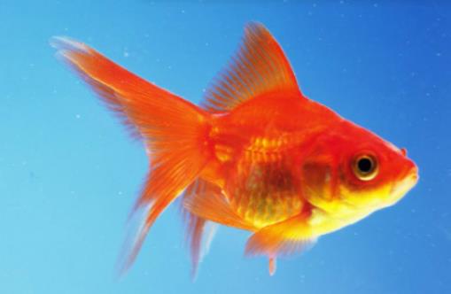 剛出生的小魚幾天可以喂食?買魚缸需要看風水嗎 剛出生的小魚幾天可以喂食?買魚缸需要看風水嗎