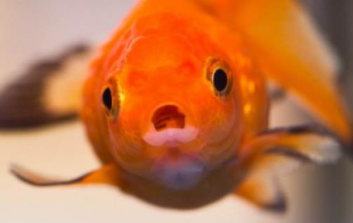 養魚不過水會不會全死?新手養魚要買些什么 養魚不過水會不會全死?新手養魚要買些什么