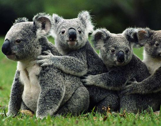 世界十大最受歡迎動物,大熊貓是我國國寶、羊駝性情溫順膽小 世界十大最受歡迎動物,大熊貓是我國國寶、羊駝性情溫順膽小