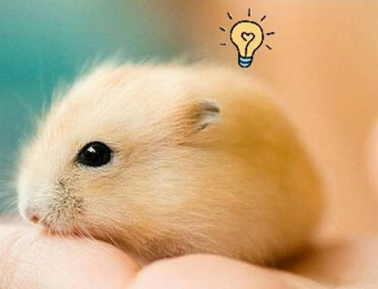 世界十大最受歡迎動物,大熊貓是我國國寶、羊駝性情溫順膽小 世界十大最受歡迎動物,大熊貓是我國國寶、羊駝性情溫順膽小