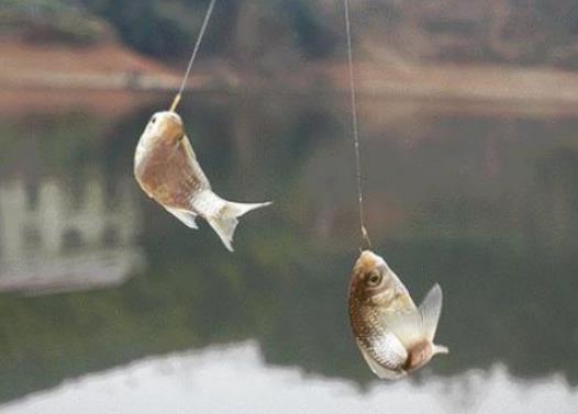 小雨釣魚魚口好嗎?釣大魚用什么子線好 小雨釣魚魚口好嗎?釣大魚用什么子線好
