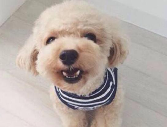 十大聰明犬排名,邊境牧羊犬溫順機警、貴賓犬如同貴婦般優雅 十大聰明犬排名,邊境牧羊犬溫順機警、貴賓犬如同貴婦般優雅