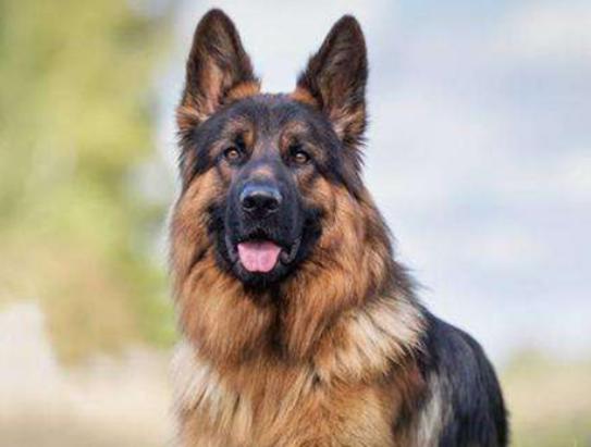 十大聰明犬排名,邊境牧羊犬溫順機警、貴賓犬如同貴婦般優雅 十大聰明犬排名,邊境牧羊犬溫順機警、貴賓犬如同貴婦般優雅