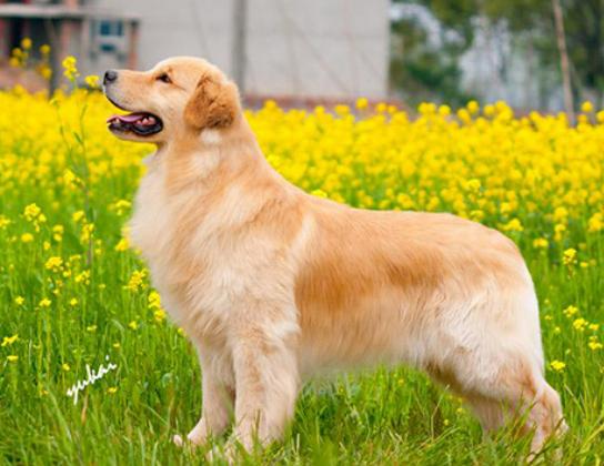 十大聰明犬排名,邊境牧羊犬溫順機警、貴賓犬如同貴婦般優雅 十大聰明犬排名,邊境牧羊犬溫順機警、貴賓犬如同貴婦般優雅