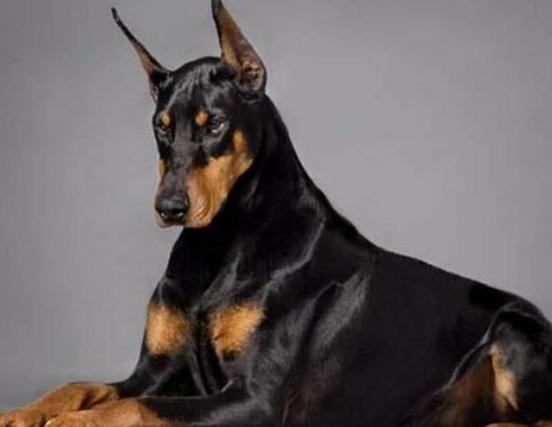 十大聰明犬排名,邊境牧羊犬溫順機警、貴賓犬如同貴婦般優雅 十大聰明犬排名,邊境牧羊犬溫順機警、貴賓犬如同貴婦般優雅