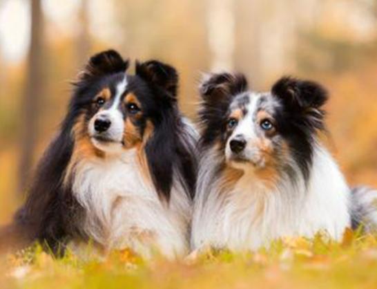 十大聰明犬排名,邊境牧羊犬溫順機警、貴賓犬如同貴婦般優雅 十大聰明犬排名,邊境牧羊犬溫順機警、貴賓犬如同貴婦般優雅