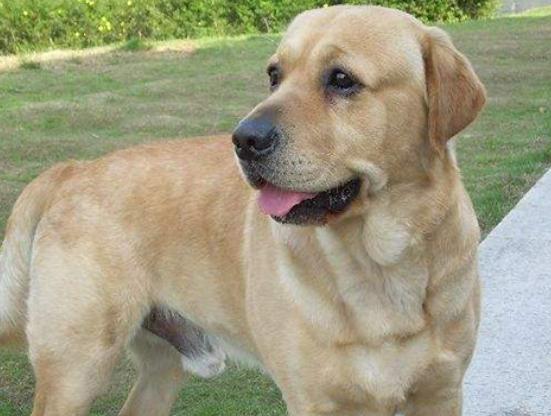 十大聰明犬排名,邊境牧羊犬溫順機警、貴賓犬如同貴婦般優雅 十大聰明犬排名,邊境牧羊犬溫順機警、貴賓犬如同貴婦般優雅