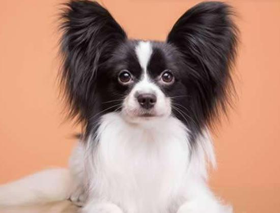 十大聰明犬排名,邊境牧羊犬溫順機警、貴賓犬如同貴婦般優雅 十大聰明犬排名,邊境牧羊犬溫順機警、貴賓犬如同貴婦般優雅