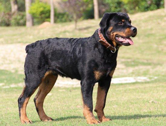十大聰明犬排名,邊境牧羊犬溫順機警、貴賓犬如同貴婦般優雅 十大聰明犬排名,邊境牧羊犬溫順機警、貴賓犬如同貴婦般優雅