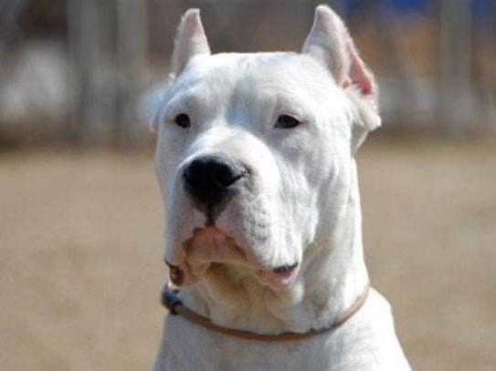 世界十大斗犬排行榜,比特犬個性頑強勇敢、阿根廷杜高十分兇悍 世界十大斗犬排行榜,比特犬個性頑強勇敢、阿根廷杜高十分兇悍