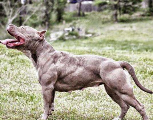 世界十大斗犬排行榜,比特犬個性頑強勇敢、阿根廷杜高十分兇悍 世界十大斗犬排行榜,比特犬個性頑強勇敢、阿根廷杜高十分兇悍