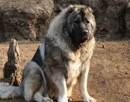 世界十大斗犬排行榜,比特犬個性頑強勇敢、阿根廷杜高十分兇悍 世界十大斗犬排行榜,比特犬個性頑強勇敢、阿根廷杜高十分兇悍