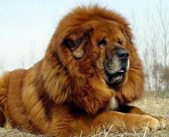 世界十大斗犬排行榜,比特犬個性頑強勇敢、阿根廷杜高十分兇悍 世界十大斗犬排行榜,比特犬個性頑強勇敢、阿根廷杜高十分兇悍