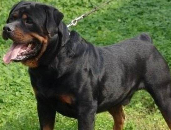 世界十大斗犬排行榜,比特犬個性頑強勇敢、阿根廷杜高十分兇悍 世界十大斗犬排行榜,比特犬個性頑強勇敢、阿根廷杜高十分兇悍