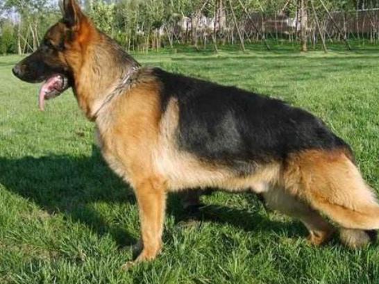 世界十大斗犬排行榜,比特犬個性頑強勇敢、阿根廷杜高十分兇悍 世界十大斗犬排行榜,比特犬個性頑強勇敢、阿根廷杜高十分兇悍