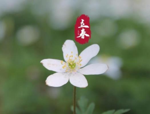 2024年立春是農(nóng)歷哪一天星期幾?2024年沒(méi)有春是什么意思 2024年立春是農(nóng)歷哪一天星期幾?2024年沒(méi)有春是什么意思