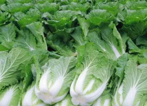 種大白菜不包心怎么解決?霜降前后種什么蔬菜好 種大白菜不包心怎么解決?霜降前后種什么蔬菜好