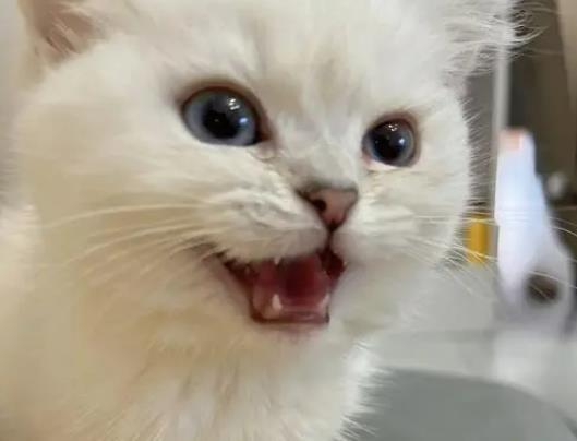 ɂ(g)؈ɰԷһ᣿؈С؈ʲô׌˿