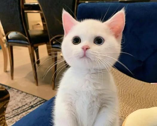 B(yng)؈ʲô^ã؈ʲô(hu)̎