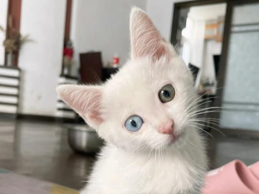 貓咪口炎有什么癥狀?貓咪發情有什么表現 貓咪口炎有什么癥狀?貓咪發情有什么表現