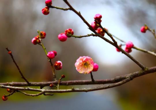 為什么要躲春?立春當(dāng)天為什么要躲春 為什么要躲春?立春當(dāng)天為什么要躲春