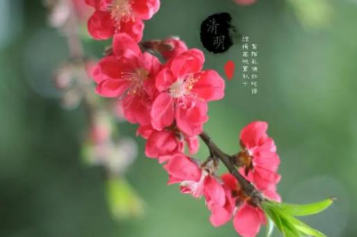 2024年上海迪士尼清明節人多嗎?2024年上海清明節還冷不冷 2024年上海迪士尼清明節人多嗎?2024年上海清明節還冷不冷