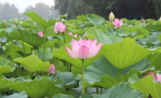 今年安徽梅雨季節是什么時候?安徽今年梅雨季什么時候出梅 今年安徽梅雨季節是什么時候?安徽今年梅雨季什么時候出梅