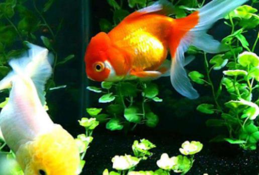 金魚多大算成年?養金魚的自來水要放幾天 金魚多大算成年?養金魚的自來水要放幾天