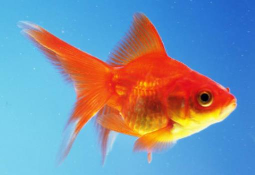 金魚餓半個月會死嗎?喂金魚怎么喂養量合適 金魚餓半個月會死嗎?喂金魚怎么喂養量合適