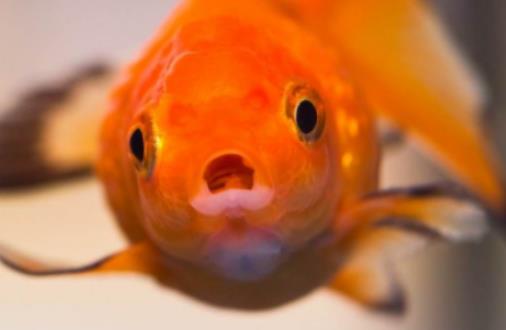 金魚在低溫下會怎么樣?金魚爛尾用鹽怎么治 金魚在低溫下會怎么樣?金魚爛尾用鹽怎么治