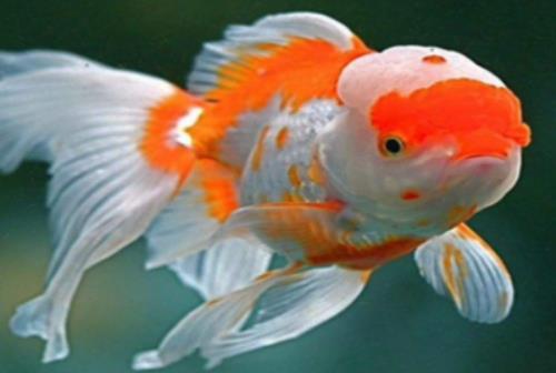 金魚冬天怎么養(yǎng)過(guò)冬?金魚爛尾會(huì)自己好嗎 金魚冬天怎么養(yǎng)過(guò)冬?金魚爛尾會(huì)自己好嗎