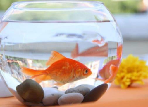 剛買來金魚怎么養好?金魚失鰾是咋回事 剛買來金魚怎么養好?金魚失鰾是咋回事