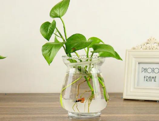 水培綠蘿葉子發黃怎么辦?綠蘿怎么養才能更旺盛夏季 水培綠蘿葉子發黃怎么辦?綠蘿怎么養才能更旺盛夏季