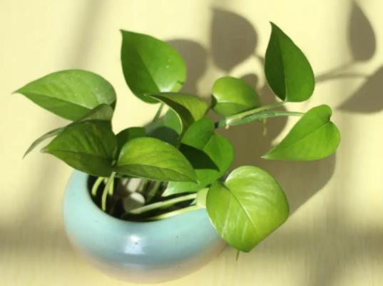 夏天綠蘿可以放在陽(yáng)臺(tái)養(yǎng)嗎?綠蘿掉的葉子屬于什么垃圾 夏天綠蘿可以放在陽(yáng)臺(tái)養(yǎng)嗎?綠蘿掉的葉子屬于什么垃圾