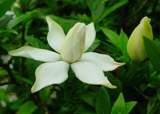 盆栽的梔子花能長多高?梔子花可以一直水培嗎
