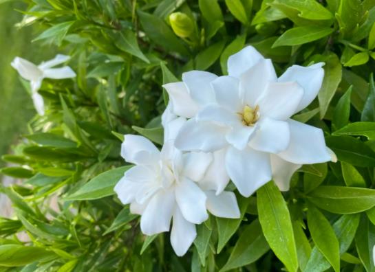 盆栽的梔子花能長多高?梔子花可以一直水培嗎