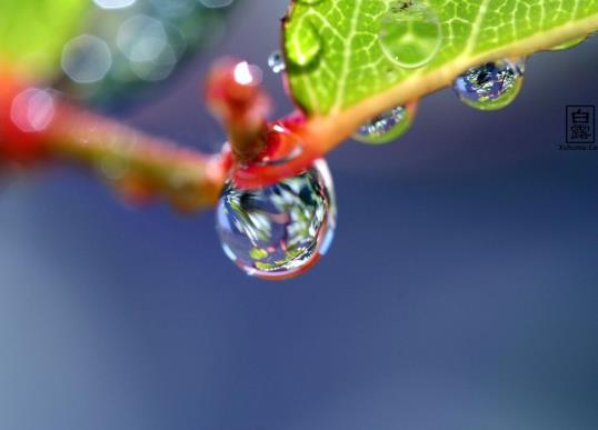 白露節氣還有蟬鳴嗎?進入白露天氣會怎么樣?