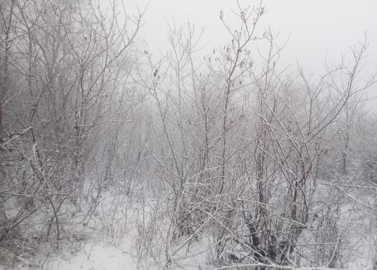 下雪天是開(kāi)霧燈還是近光燈?下雪天開(kāi)車用幾檔比較好